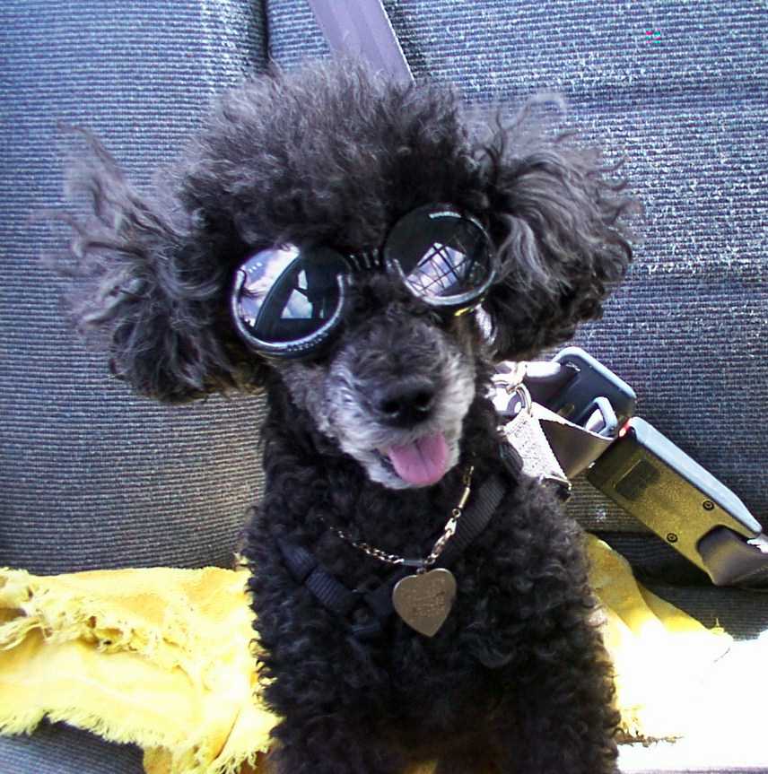 Picture of Peanut wearing Doggles on the way to the beach 
